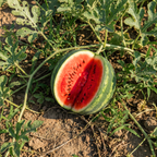 Bush Sugar Baby Watermelon Seeds – Compact Heirloom Variety (40+ Seeds)