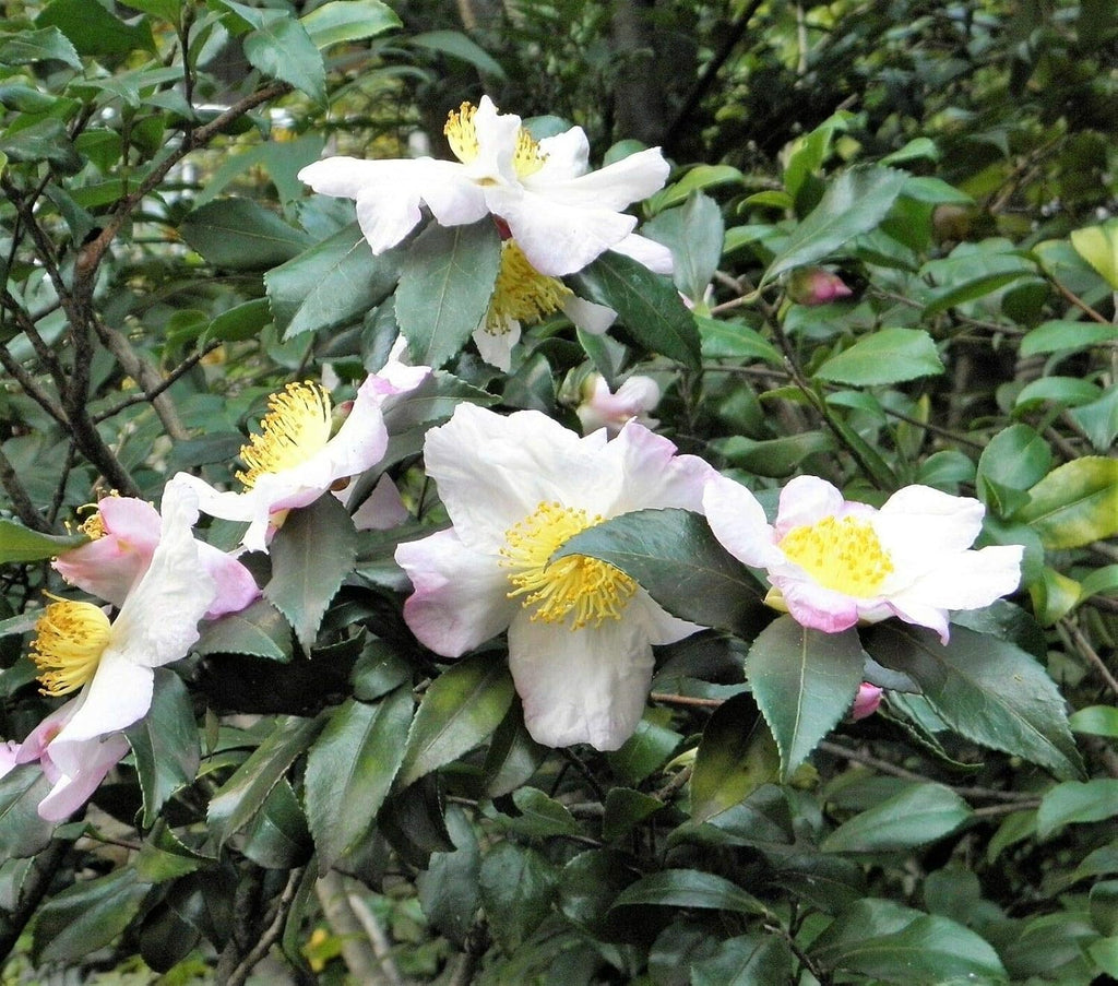 Tea Plant Seeds – Camellia Sinensis – Black & Green Tea Tree Shrub (5 Seeds)