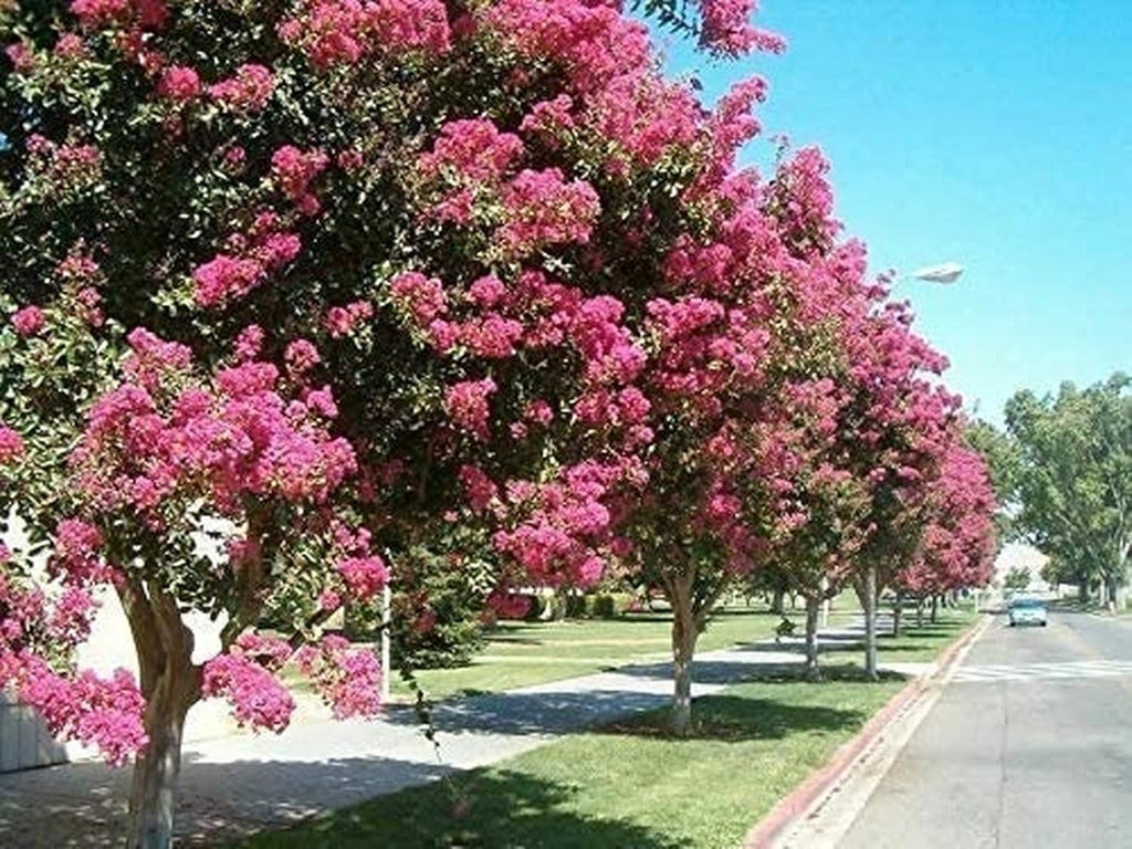 Mixed Crepe Myrtle Seeds (Lagerstroemia) – Red, Pink, Purple & White Flowering Tree Shrub – 50 Seeds