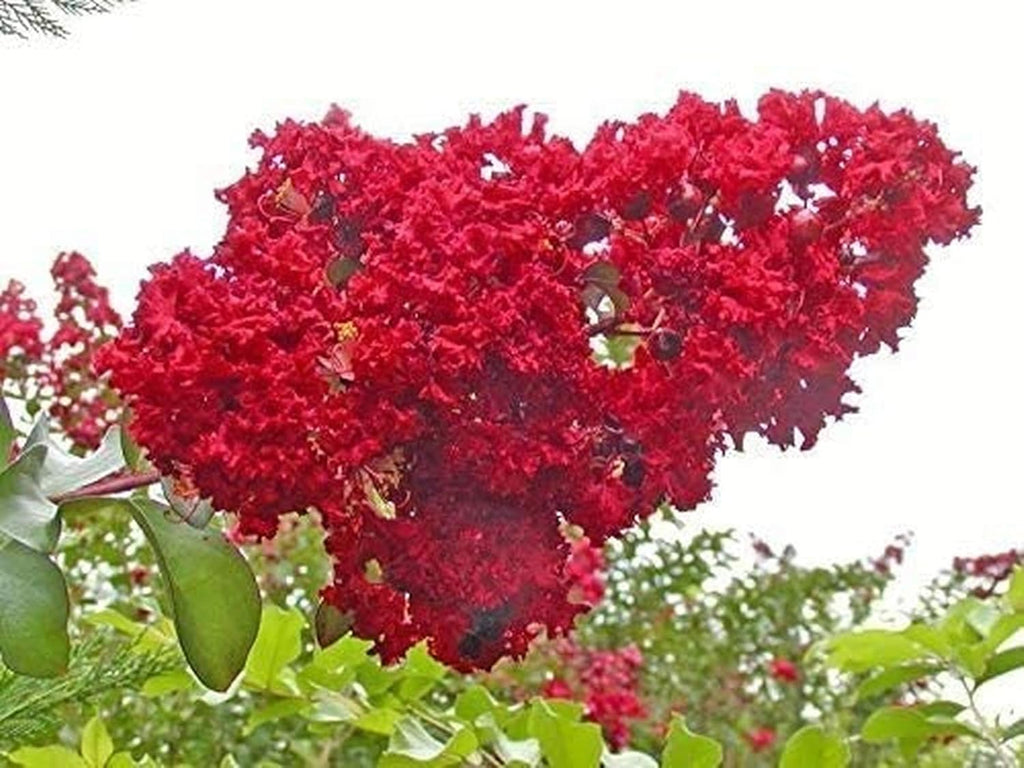 Mixed Crepe Myrtle Seeds (Lagerstroemia) – Red, Pink, Purple & White Flowering Tree Shrub – 50 Seeds