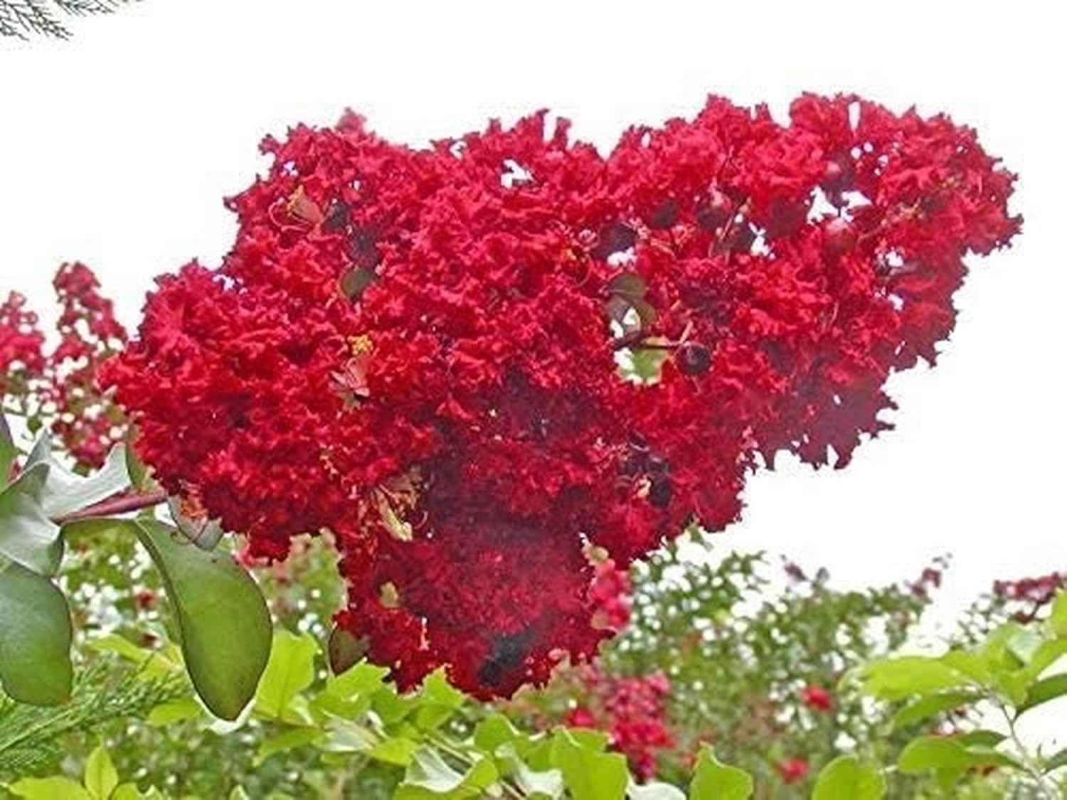 Mixed Crepe Myrtle Seeds (Lagerstroemia) – Red, Pink, Purple & White Flowering Tree Shrub – 50 Seeds
