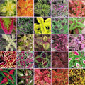 Coleus Blumei Rainbow Mix Seeds – 250 Colorful Foliage Plant Seeds for Garden & Indoor Pots