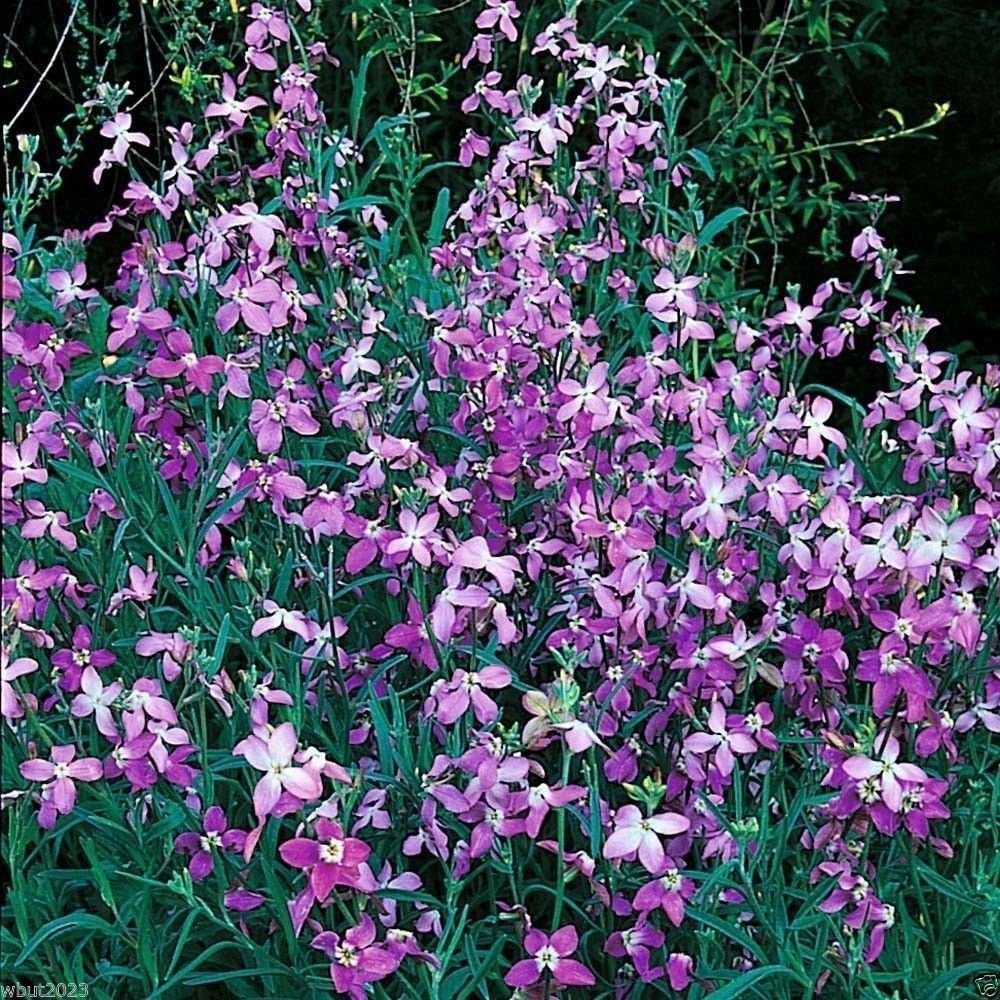 Evening Scented Stock (1000 Seeds) – Night Fragrant Matthiola longipetala
