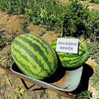 Giant Carolina Cross Watermelon Seeds – Extra-Large Heirloom Variety (10+ Seeds)