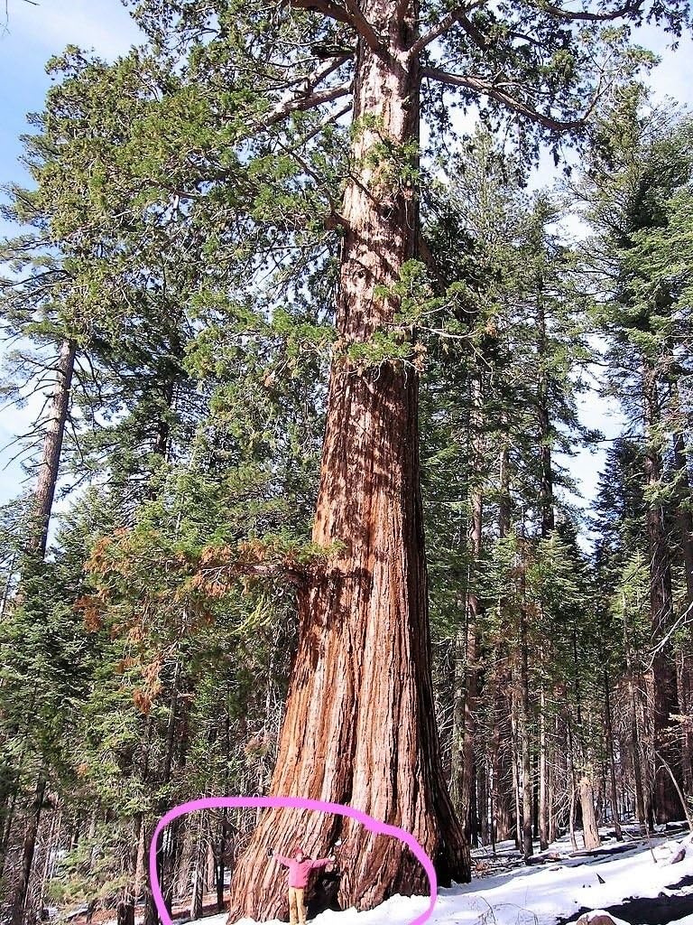 Giant Sequoia Tree Seeds – Sequoiadendron Giganteum Redwood – Fast Growing Tree (40 Seeds)