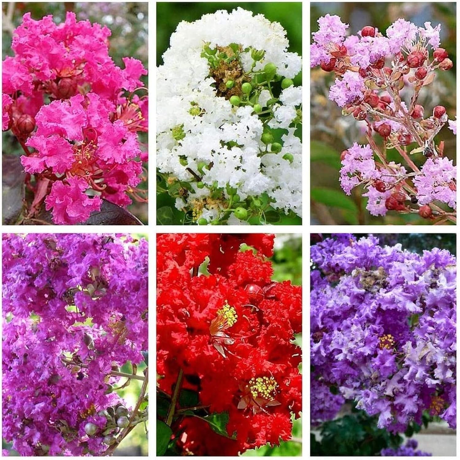 Mixed Crepe Myrtle Seeds (Lagerstroemia) – Red, Pink, Purple & White Flowering Tree Shrub – 50 Seeds