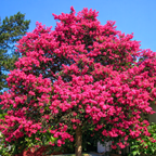 Crape Myrtle Seeds (Lagerstroemia indica) – Fast-Growing Flowering Tree (50 Seeds)