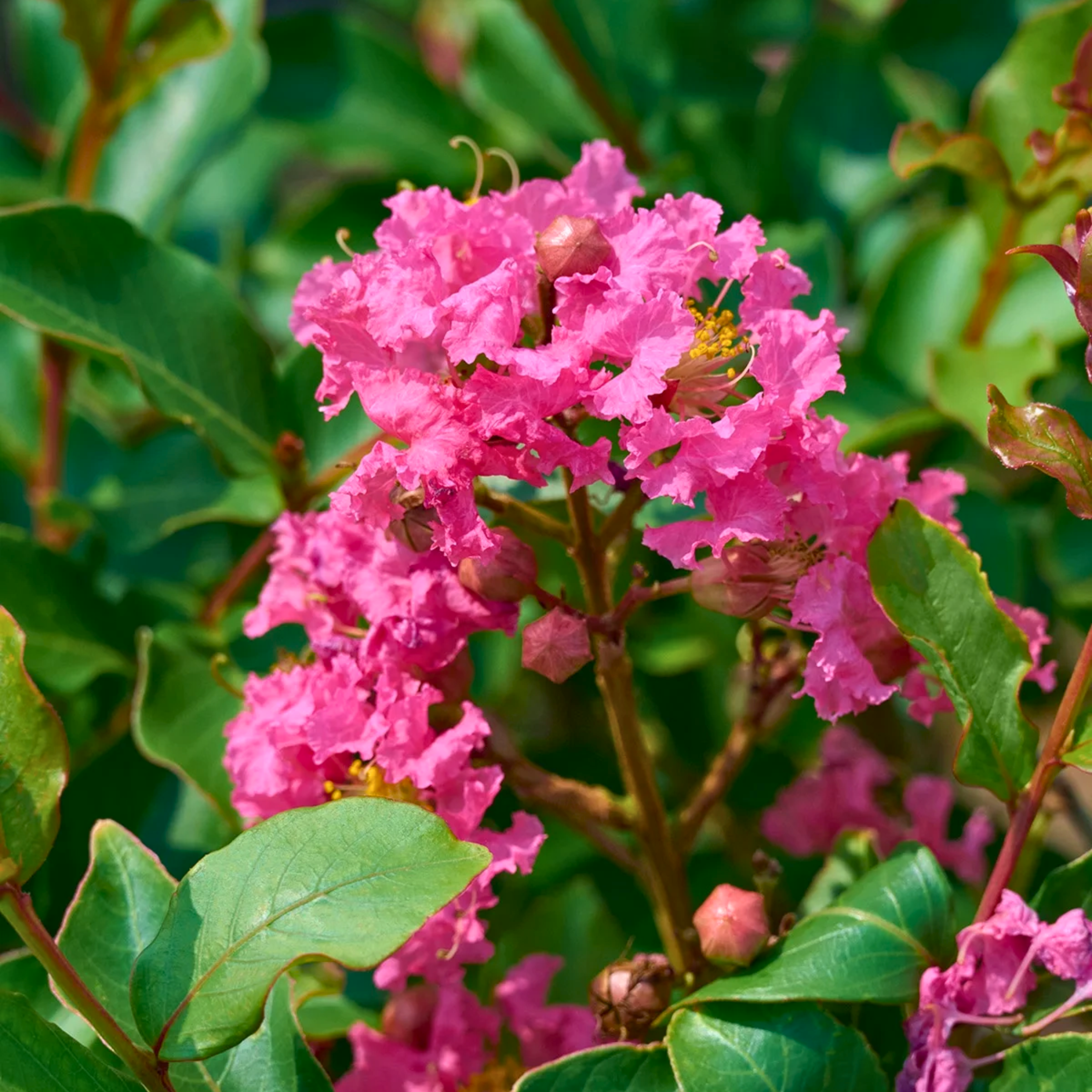 Crape Myrtle Seeds (Lagerstroemia indica) – Fast-Growing Flowering Tree (50 Seeds)