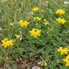 Birdsfoot Trefoil Seeds – Lotus corniculatus Yellow Perennial Ground Cover (500 Seeds)