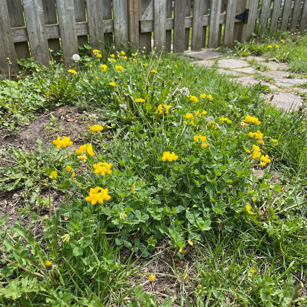 Birdsfoot Trefoil Seeds – Lotus corniculatus Yellow Perennial Ground Cover (500 Seeds)