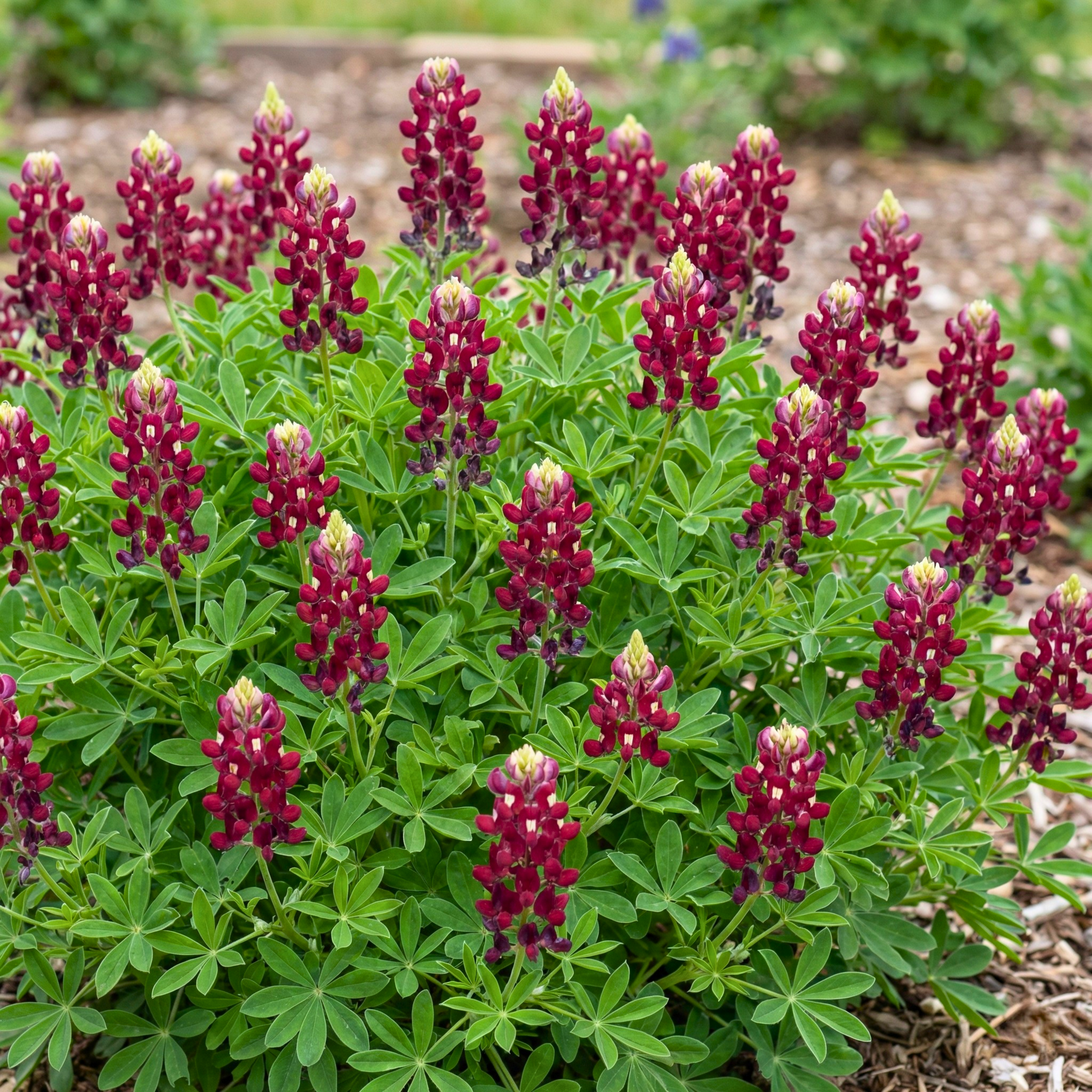 Maroon Red Texas Bluebonnet Seeds (Lupinus texensis) – Wildflower Variety (100 Seeds)