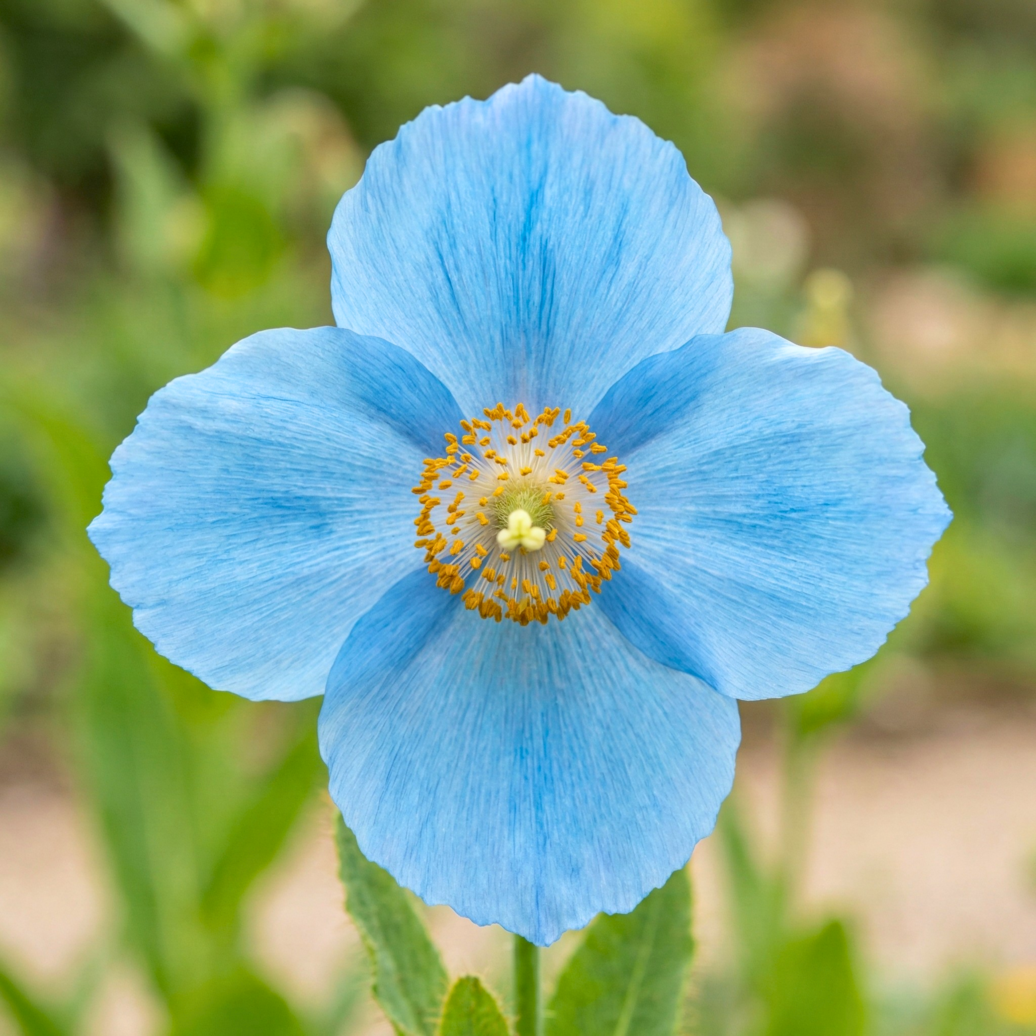 Blue Himalayan Poppy Seeds (10 Seeds) – Meconopsis Betonicifolia Perennial Flower
