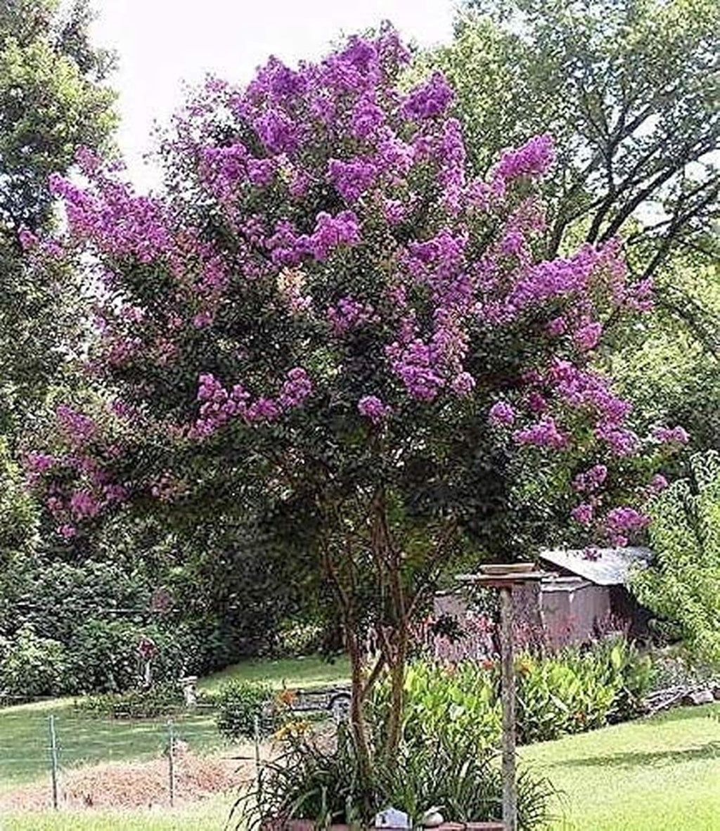Mixed Crepe Myrtle Seeds (Lagerstroemia) – Red, Pink, Purple & White Flowering Tree Shrub – 50 Seeds