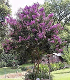 Mixed Crepe Myrtle Seeds (Lagerstroemia) – Red, Pink, Purple & White Flowering Tree Shrub – 50 Seeds