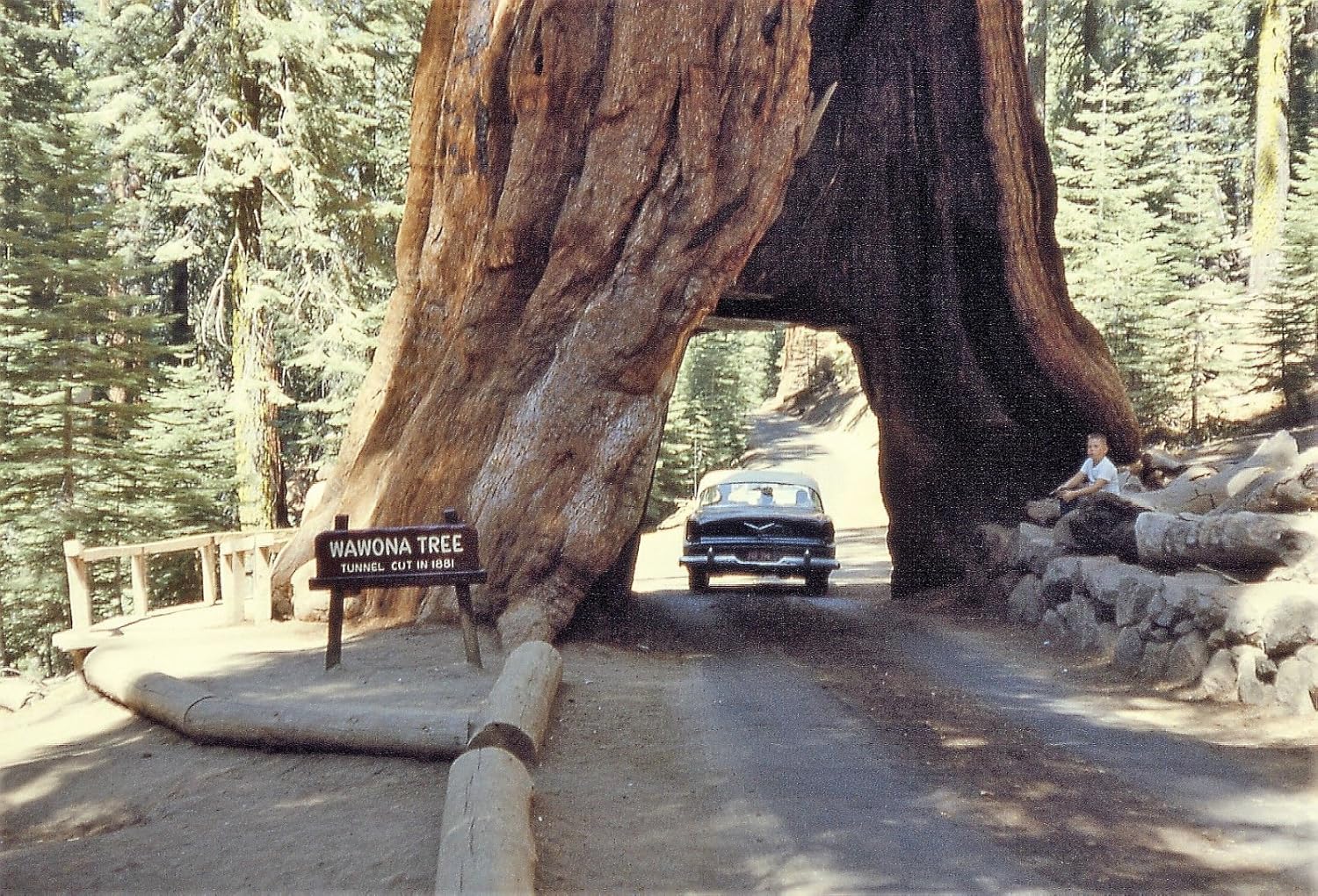 Giant Sequoia Tree Seeds – Sequoiadendron Giganteum Redwood – Fast Growing Tree (40 Seeds)