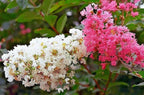 Mixed Crepe Myrtle Seeds (Lagerstroemia) – Red, Pink, Purple & White Flowering Tree Shrub – 50 Seeds