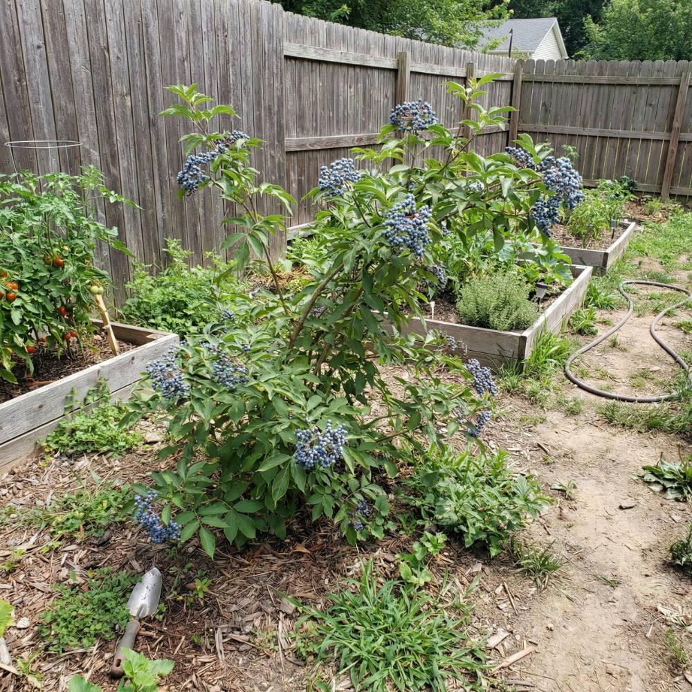 Blue Elderberry Seeds – Sambucus caerulea Elder Tree & Shrub (50 Seeds)