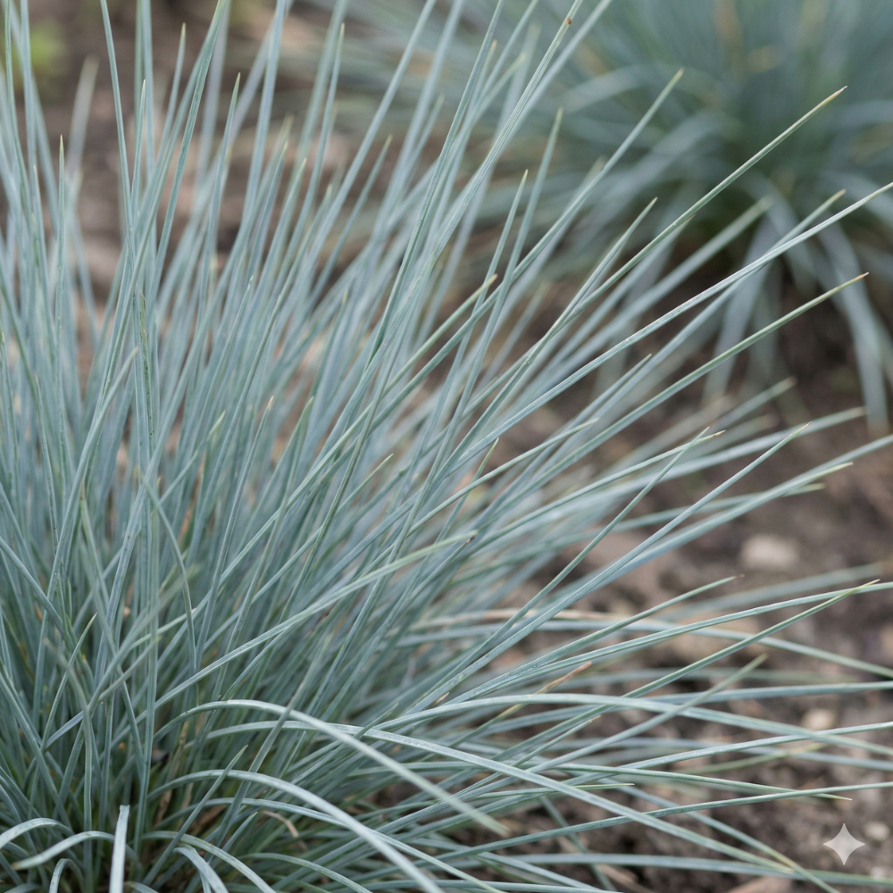 Blue Fescue Grass Seeds – Festuca glauca Ornamental Perennial Grass (300 Seeds)