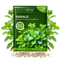 Papalo 30000 Seeds – Mexican Herb Papaloquelite – Heirloom Garden Herb for Planting – Porophyllum ruderale – Seeds for Outdoor Garden & Containers